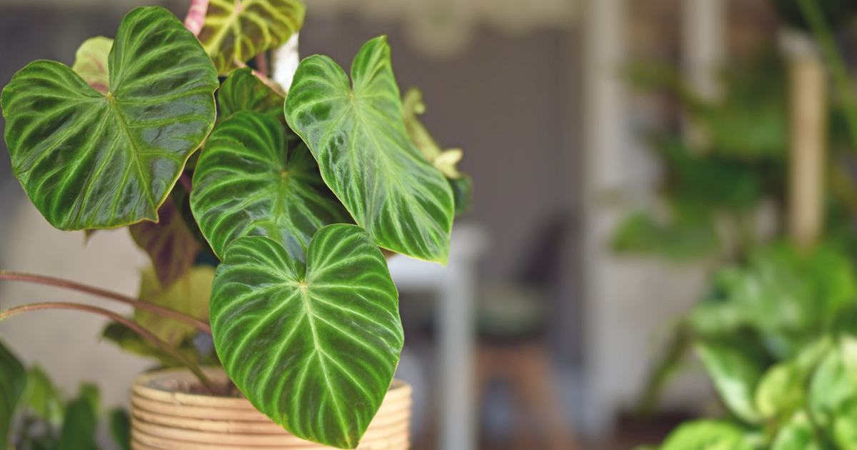 Philodendron.png