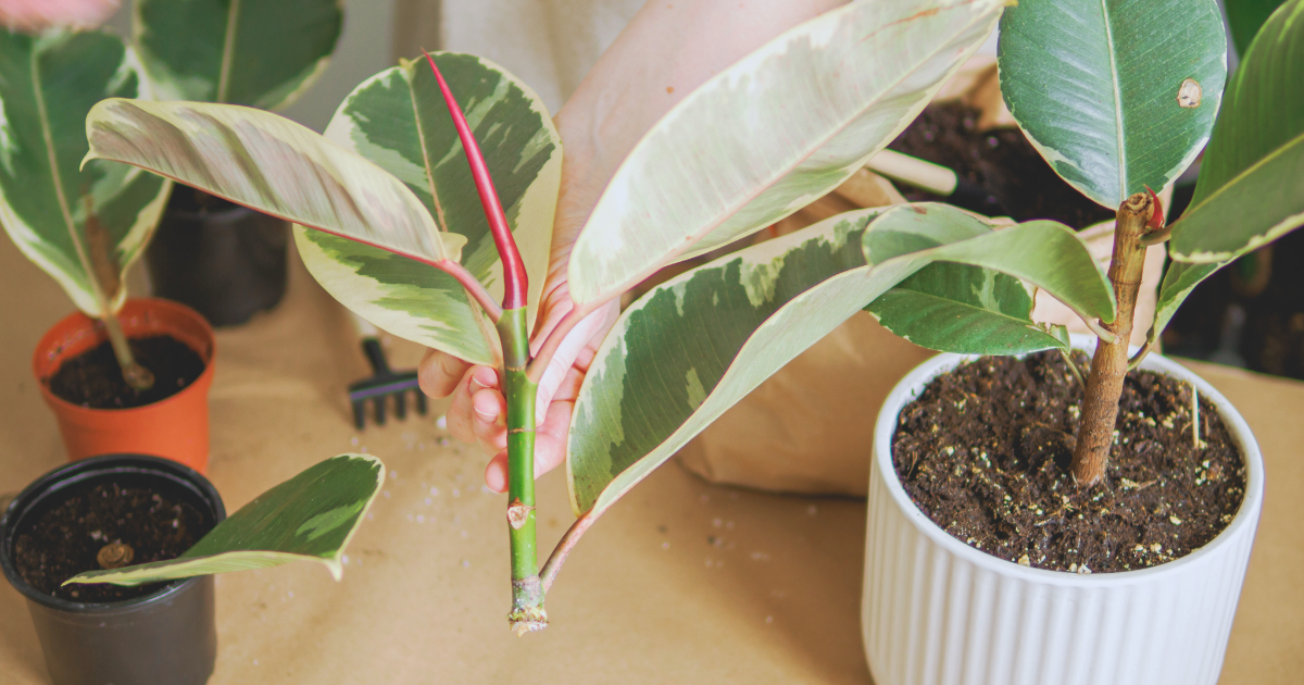 Propagation Through Pruning.png