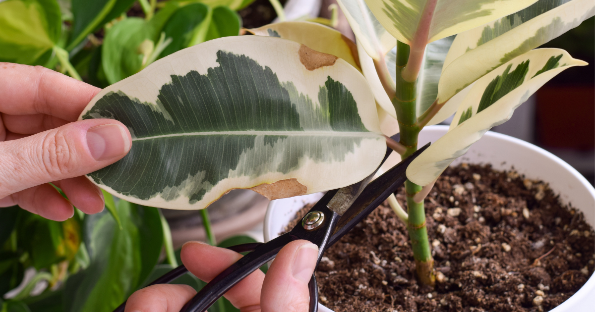 Removing Damaged or Dead Leaves.png