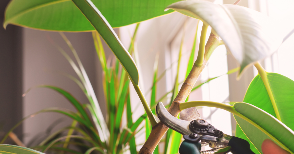 10 Pruning Tips for Rubber Tree Plants