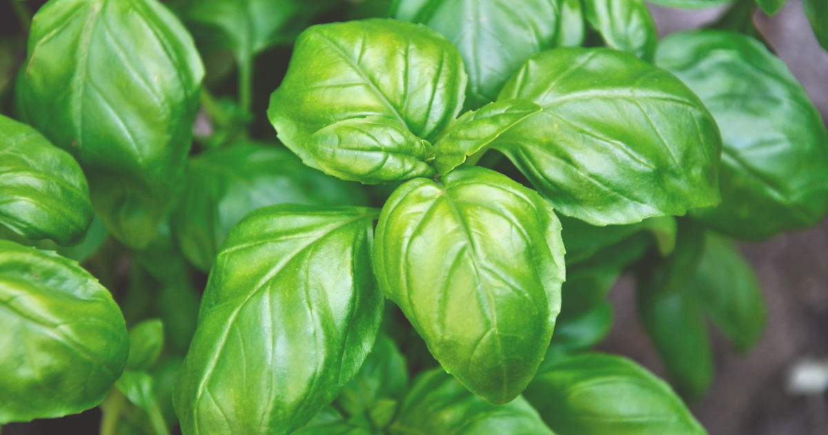 11 Basil Benefits: Health Perks of This Powerhouse Herb