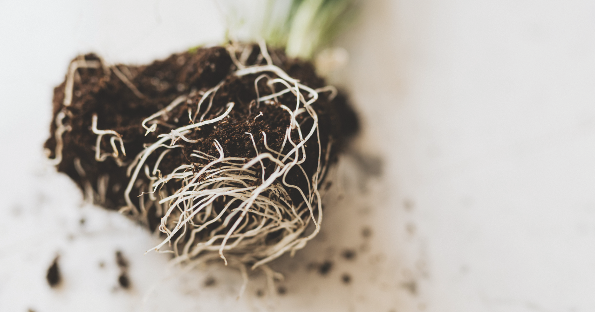 Check for Rootbound Signs.png