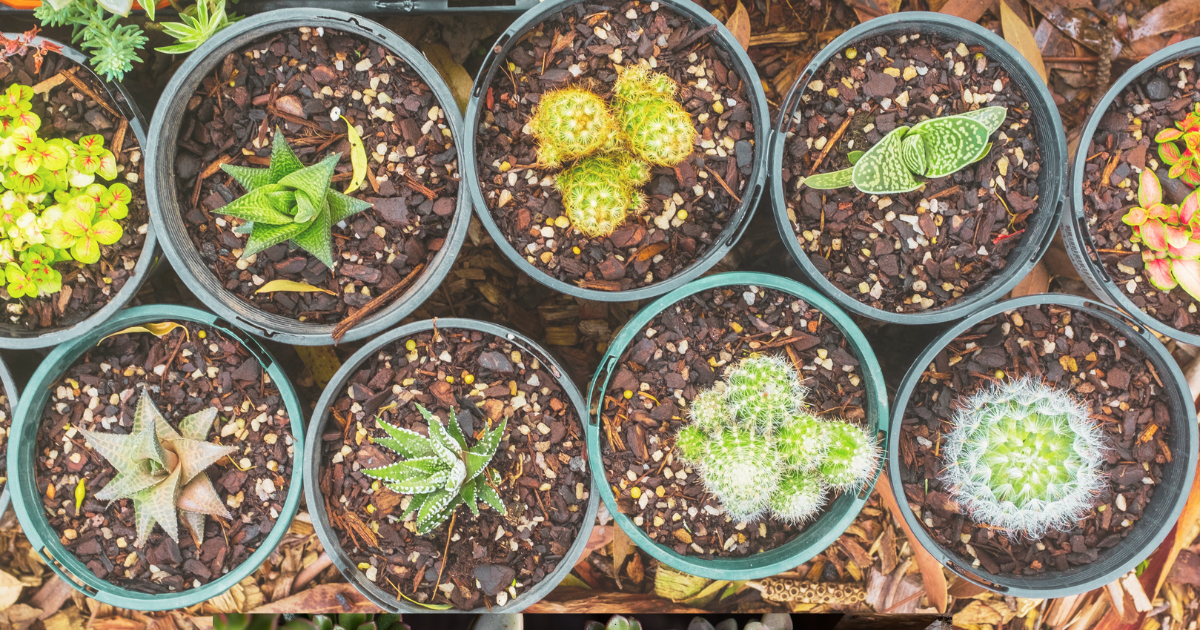 Mulch with Inorganic Materials.png