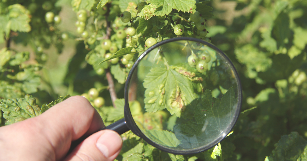 Inspect for pests early.png