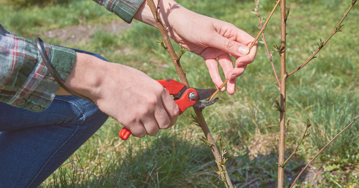 Prune dead or damaged branches.png