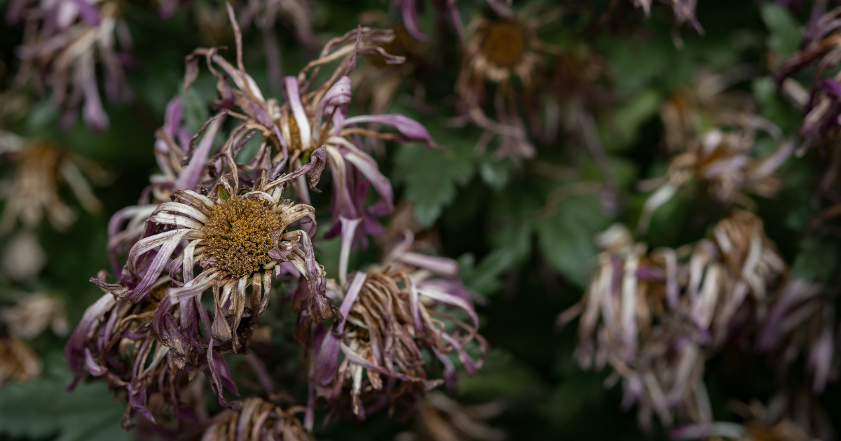 Chrysanthemum Problems.png Chrysanthemum Problems.png