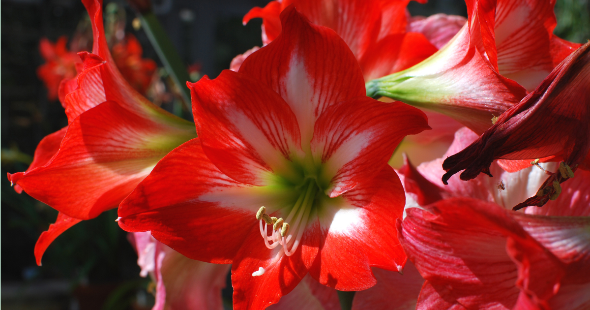 5 Common Amaryllis Problems and How to Overcome Them