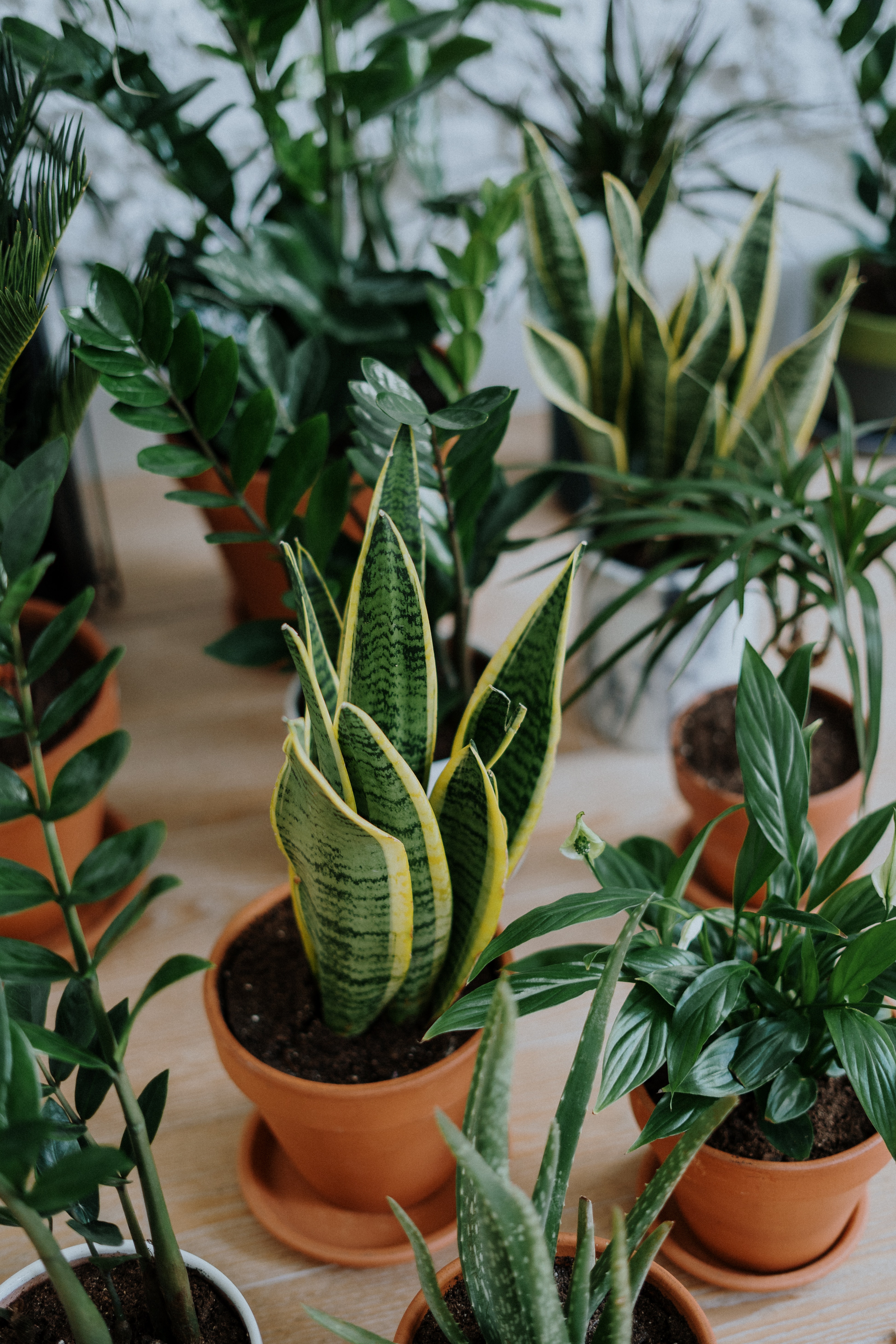5 Easy Houseplants for Beginners