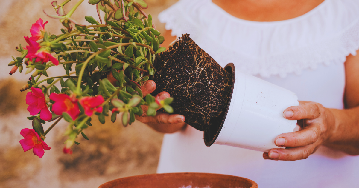 Loosen roots gently and prune only if necessary.png