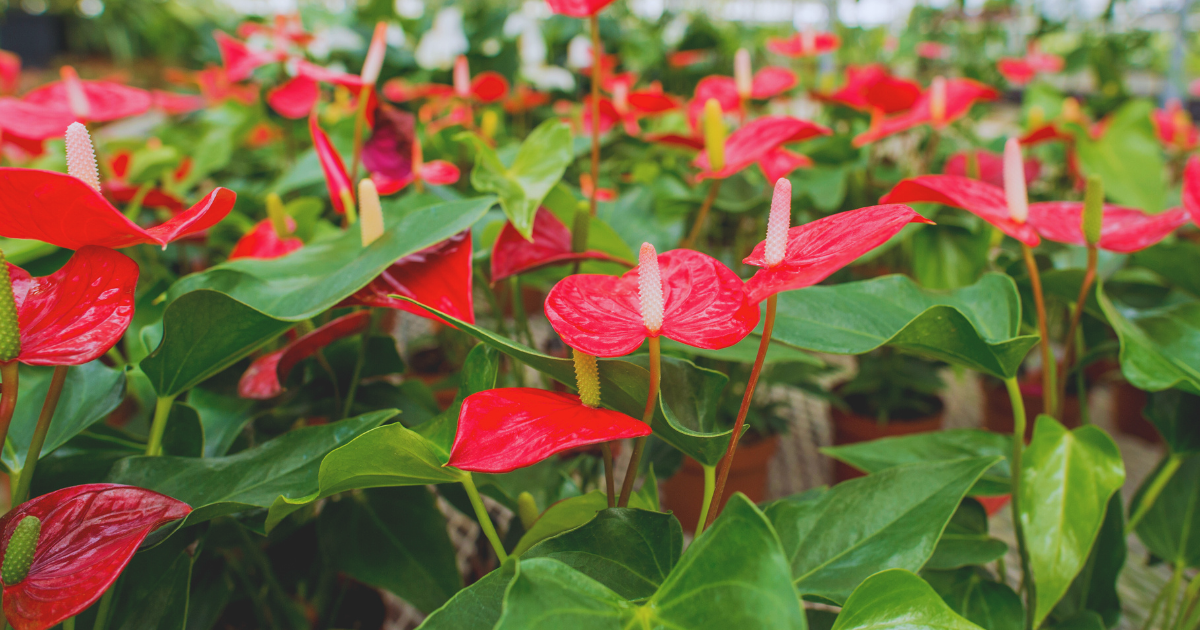 Cultural Significance of Anthuriums.png