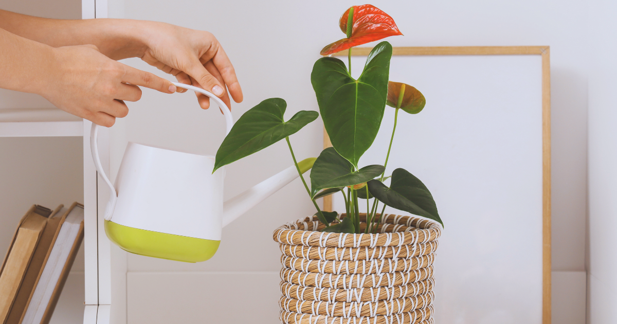 Care Tips to Encourage Flowers.png