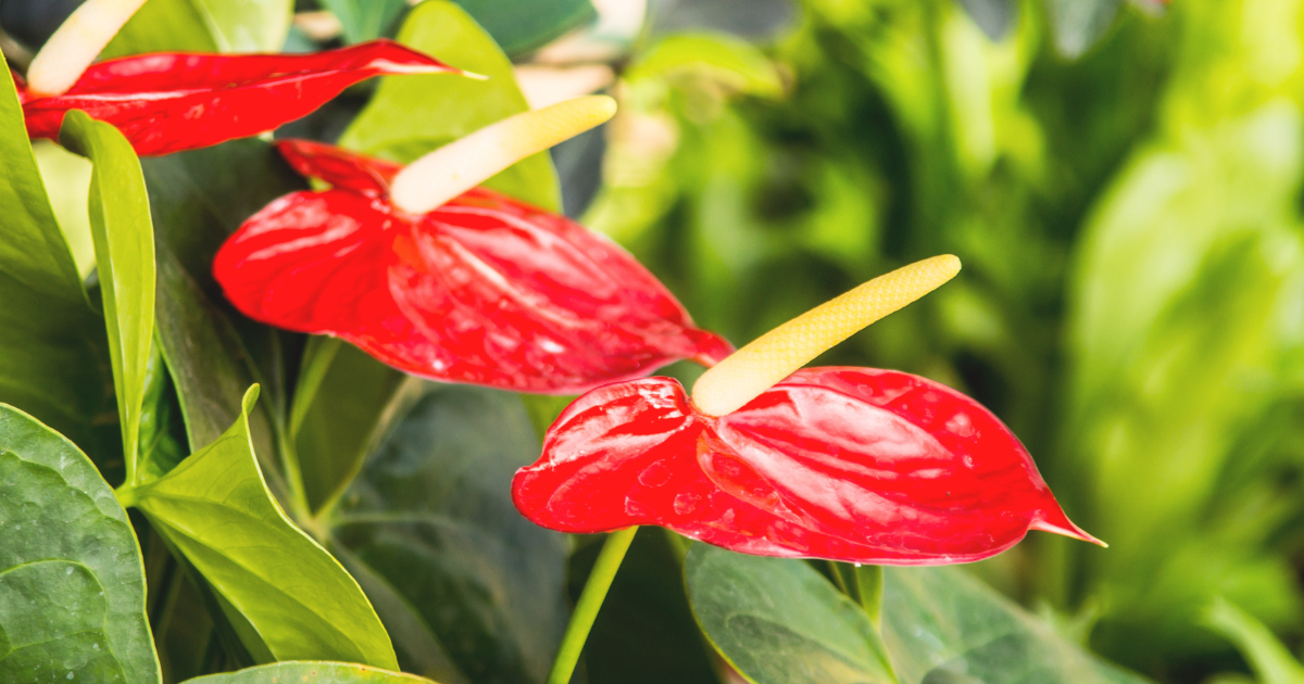 7 Common Blooming Problems with Anthurium Plants