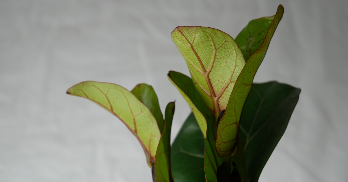 7 Common Fiddle Leaf Fig Problems and Their Solutions