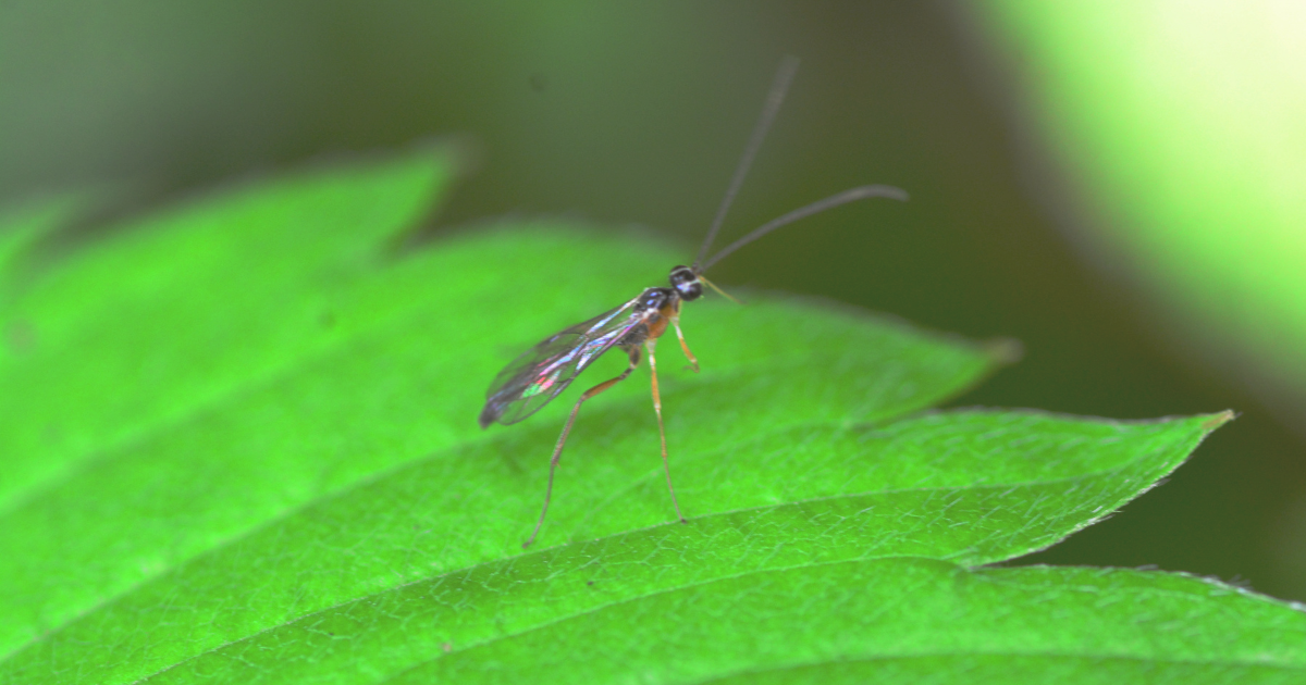 Fungus Gnats.png