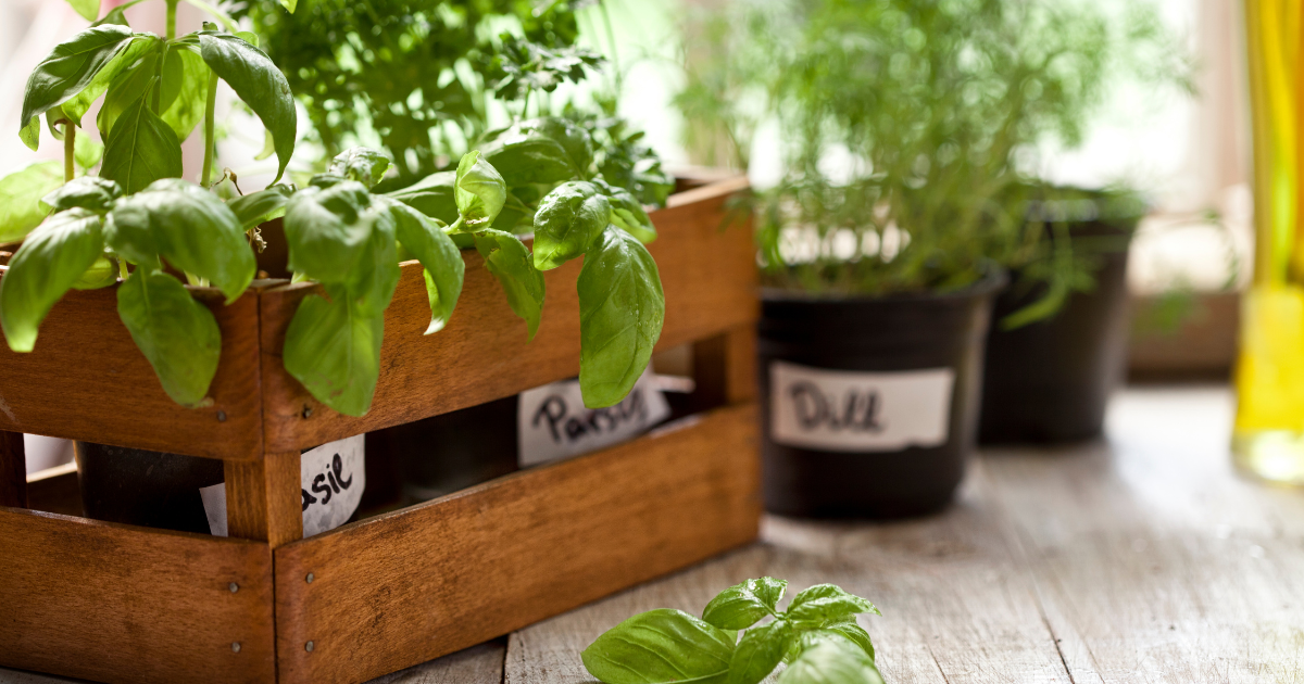 8 Indoor Gardening Tips: Beginner's Guide