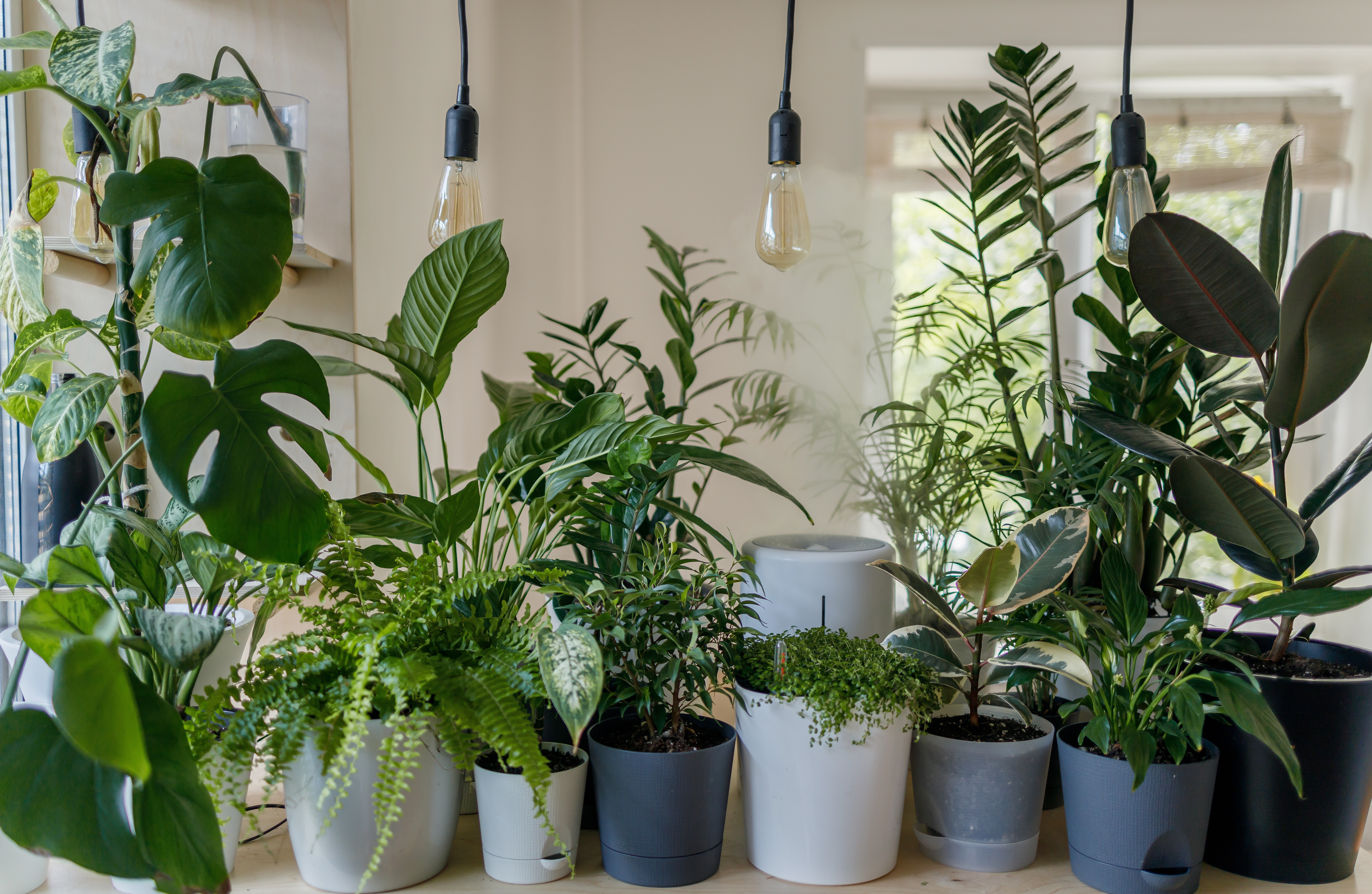 Common Houseplant Pests and How to Deal With Them