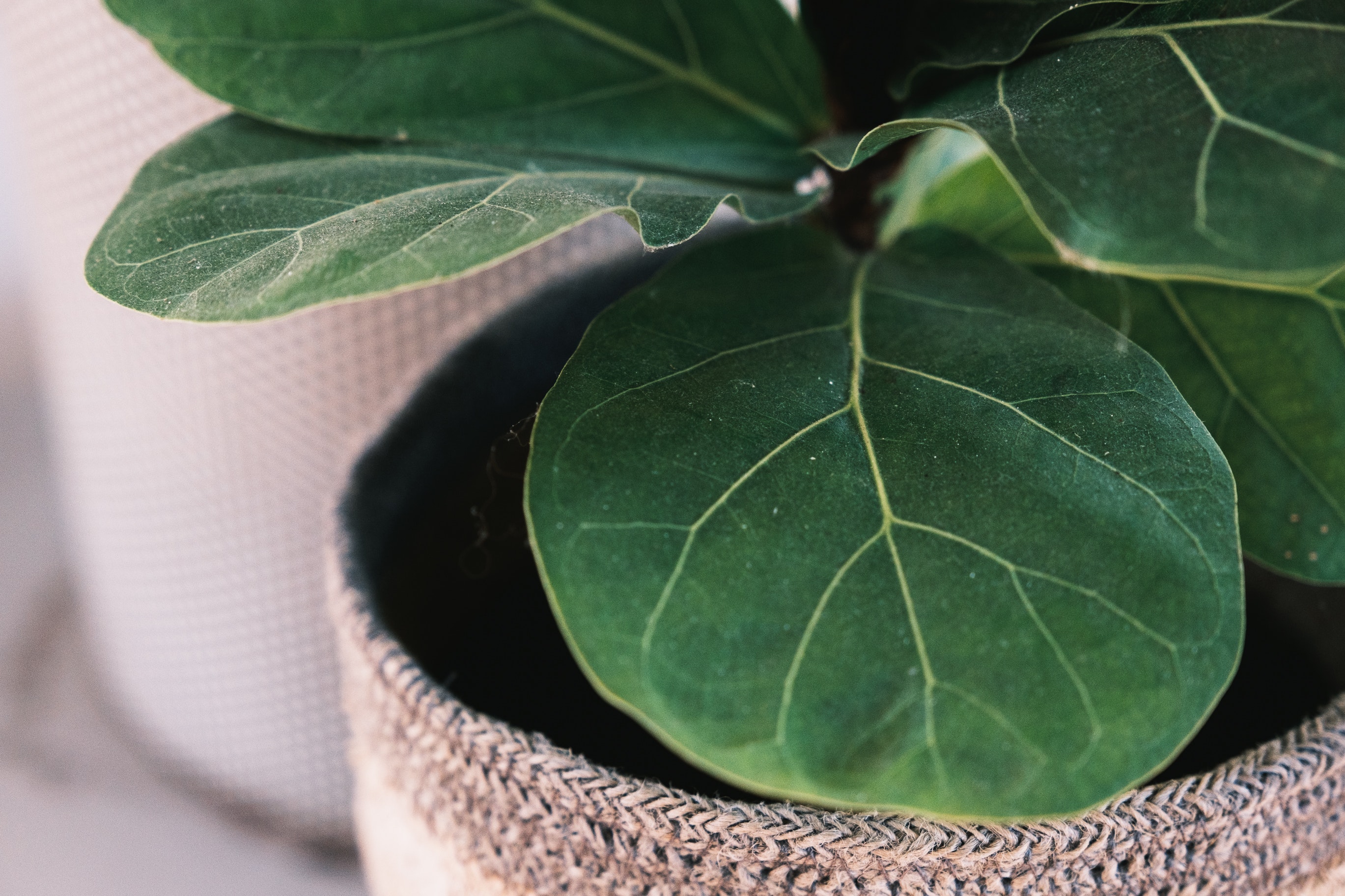 How to Care for Your Fiddle Leaf Fig Tree