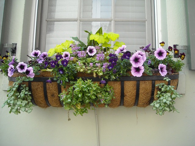 window-box-gad4ed9cc2_640.jpg