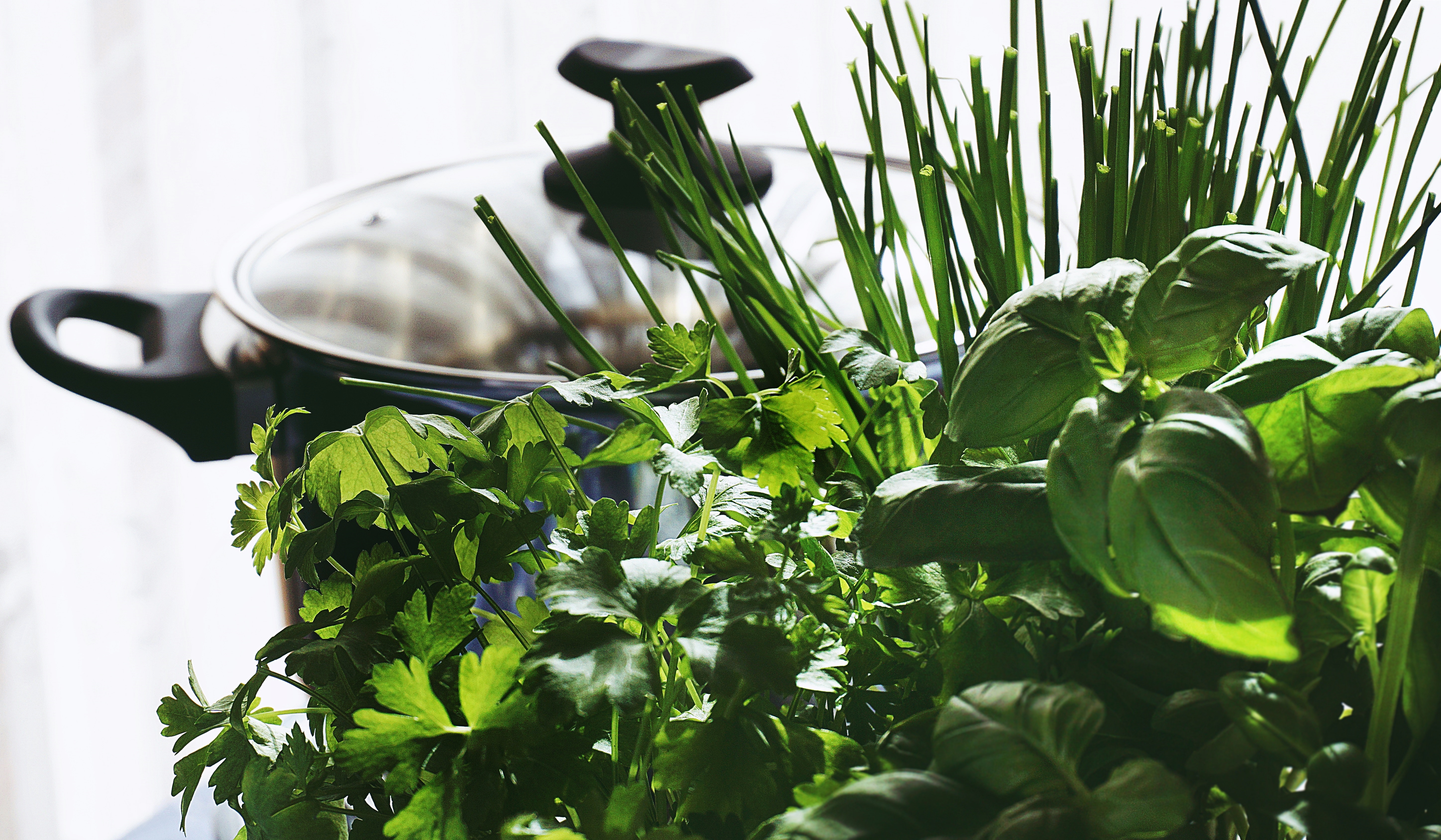 How to Create a Successful Indoor Herb Garden