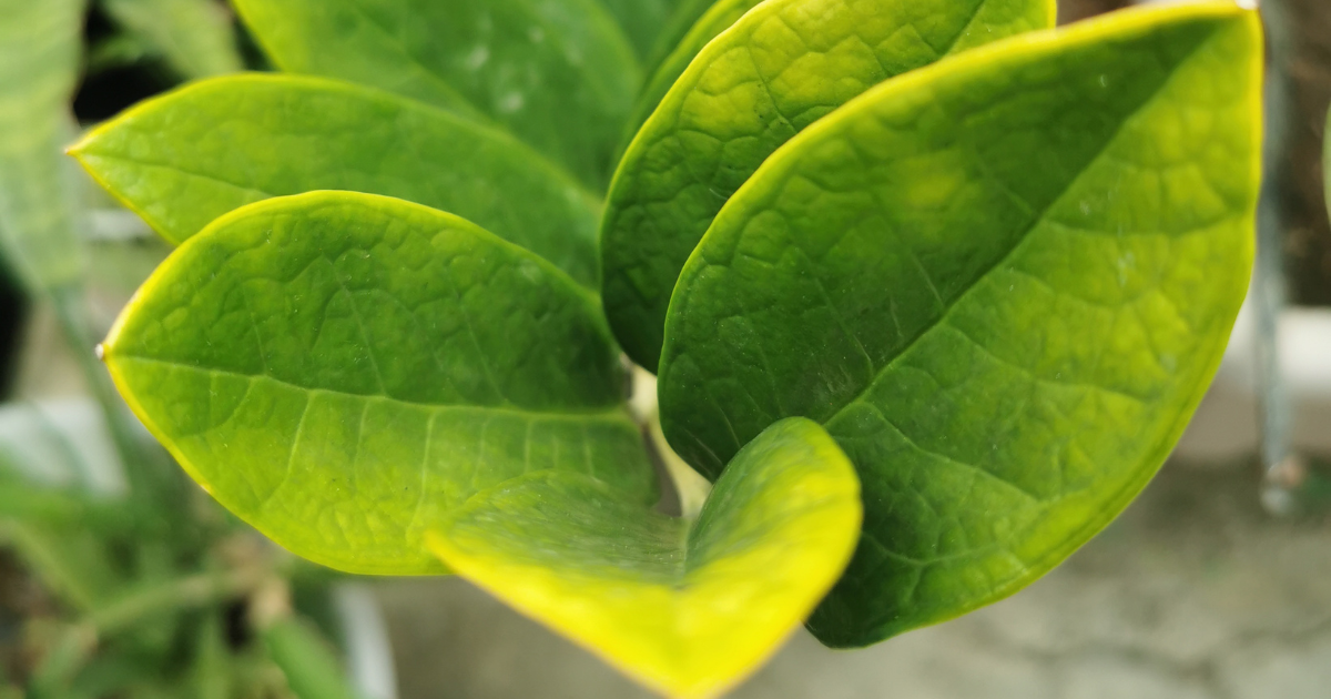 ZZ Plant Problems.png ZZ Plant Problems.png