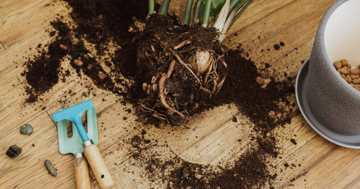 ZZ Plant root.png ZZ Plant root.png