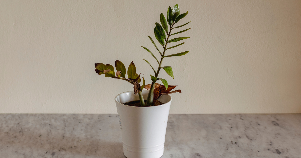 Addressing ZZ Plant Problems: Expert Tips