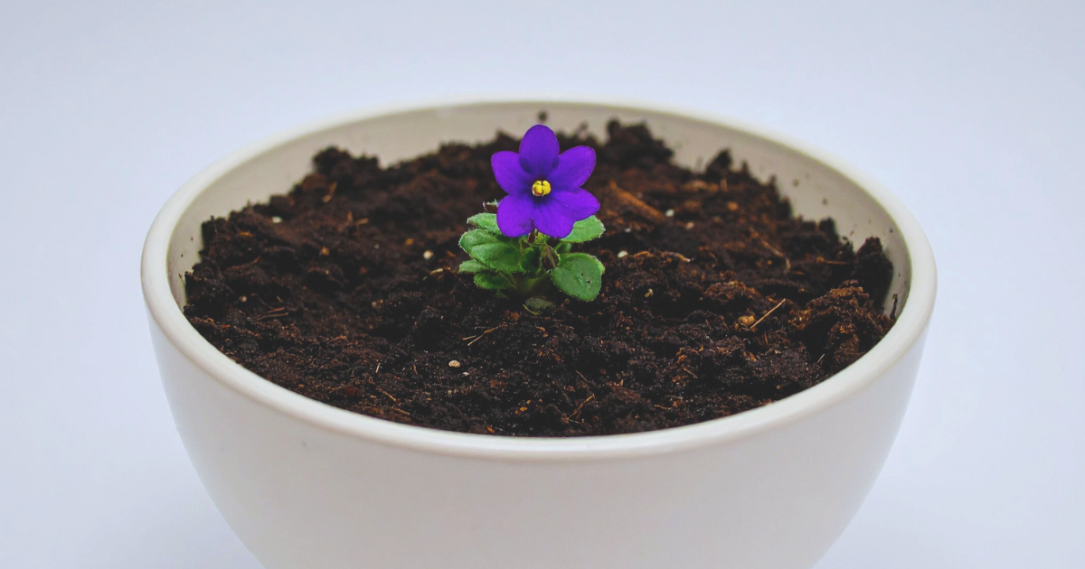 Ideal Soil Mix for African Violets.png