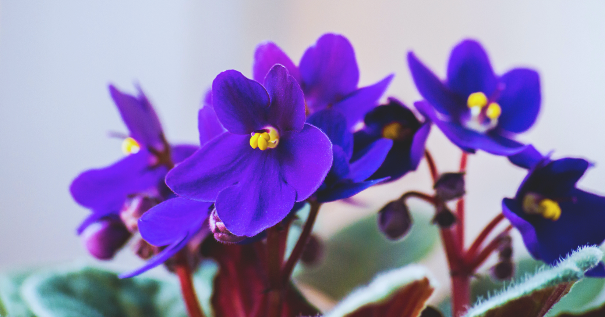 Managing African Violet Bloom Problems.png