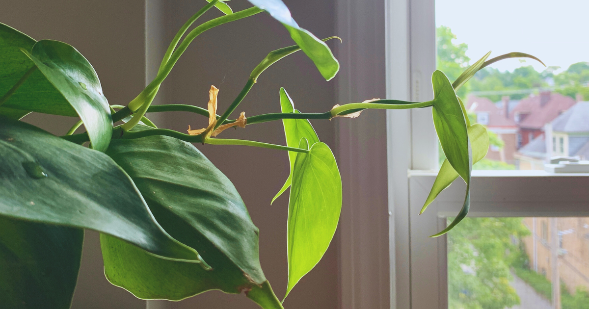 COVER - PHILODENDRON.png