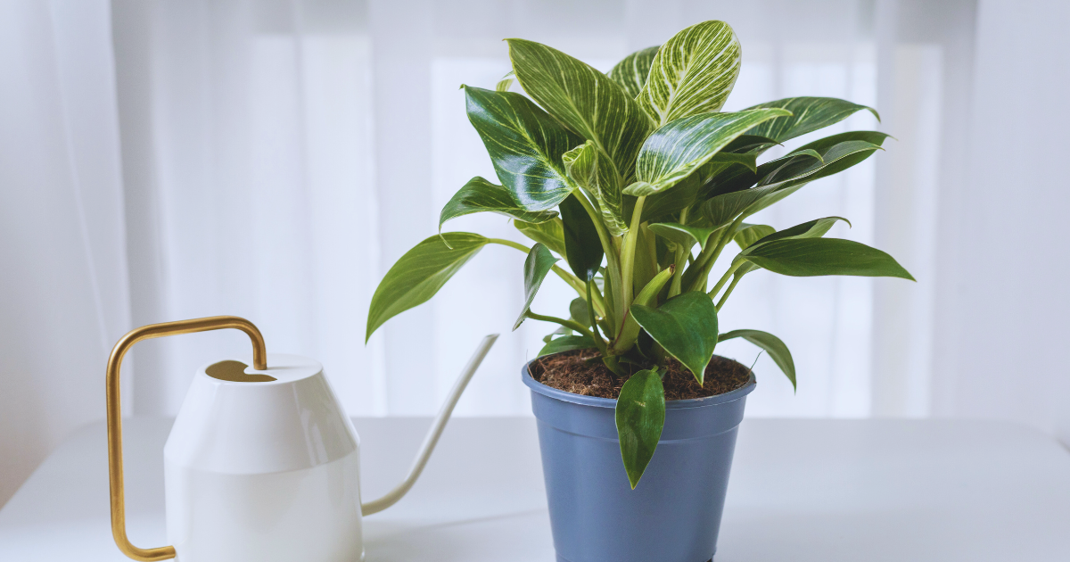 Tips for Healthy Philodendron Leaves.png