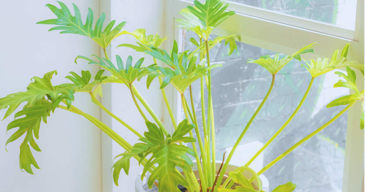 Tips for Adjusting Light Exposure.png