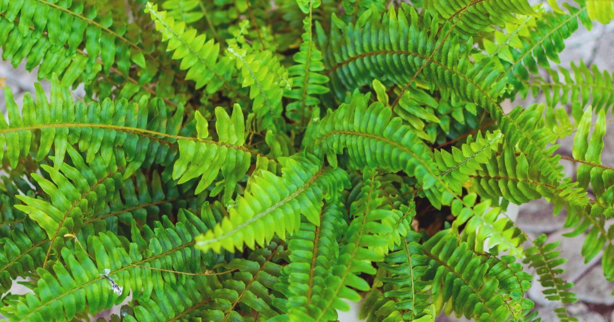 Caring for Propagated Boston Ferns.png