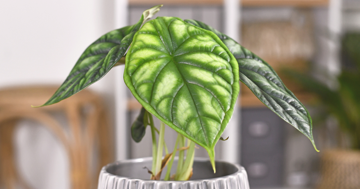 Bright Ideas: Alocasia Light Requirements