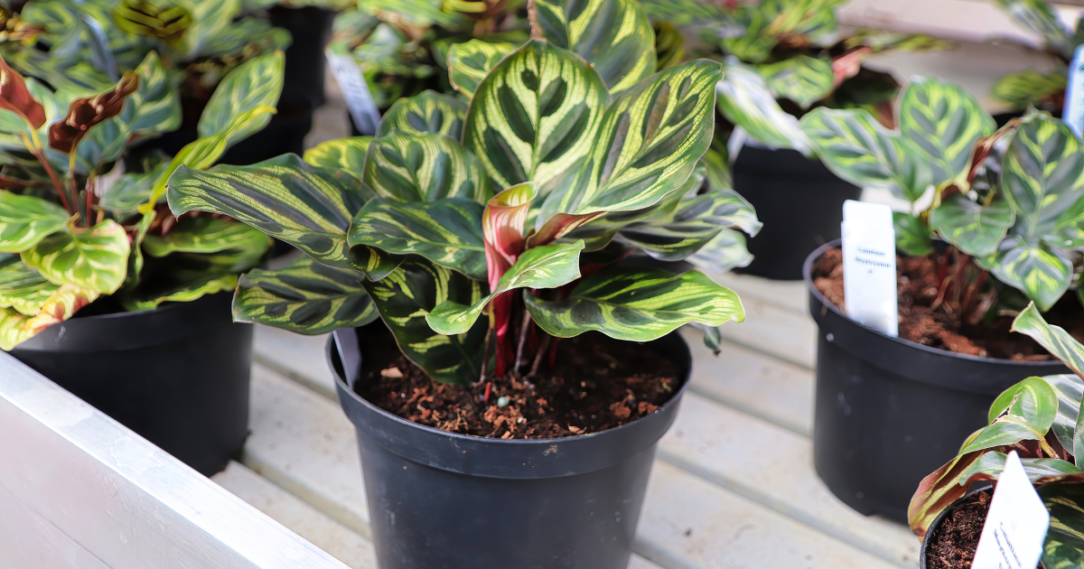 Calathea Propagation Techniques: Tips for Success