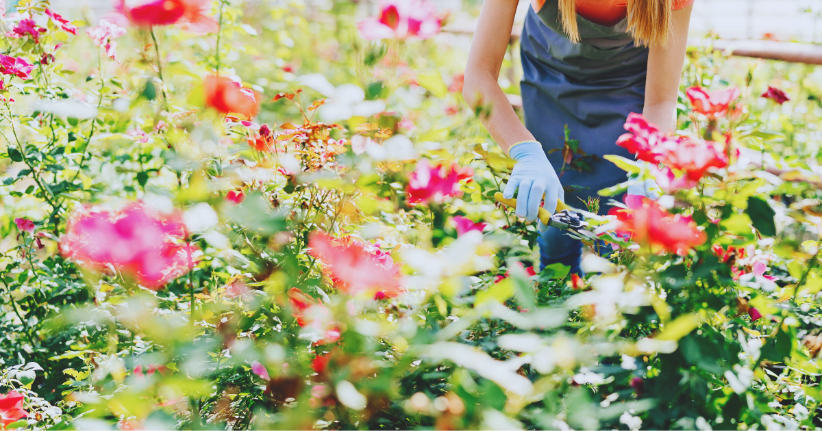 How To Prune China Rose.png