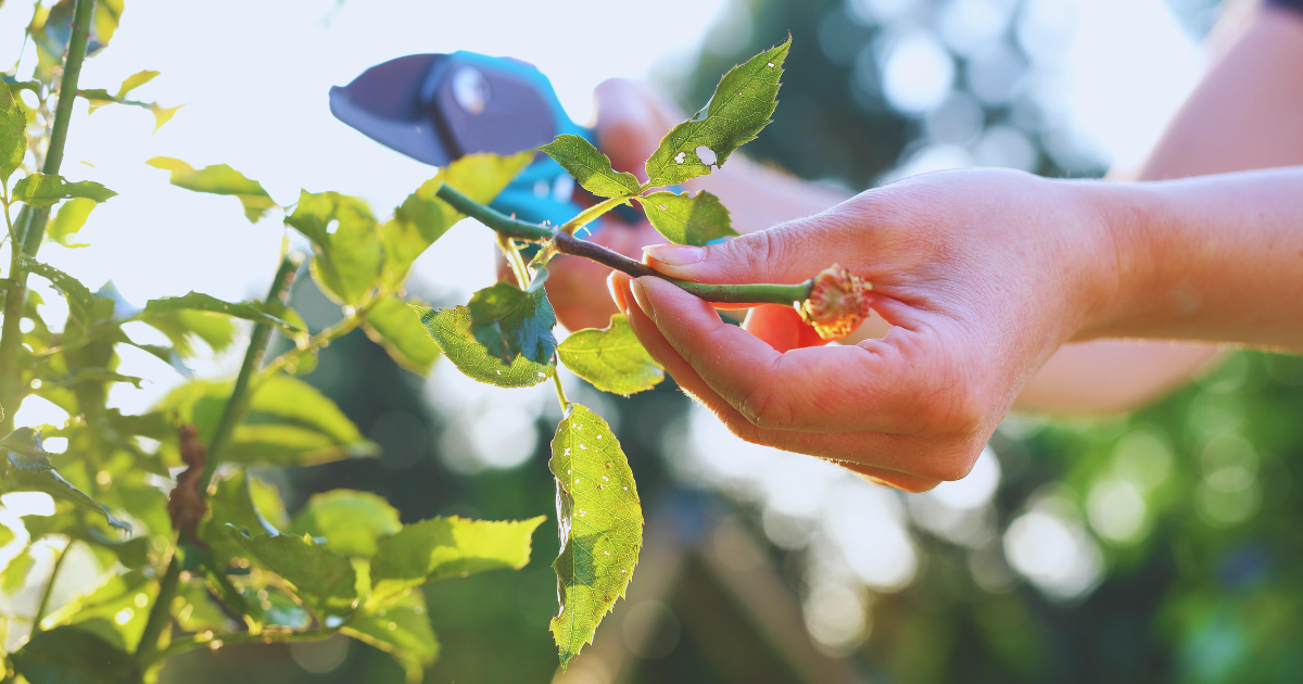 After Pruning Care.png