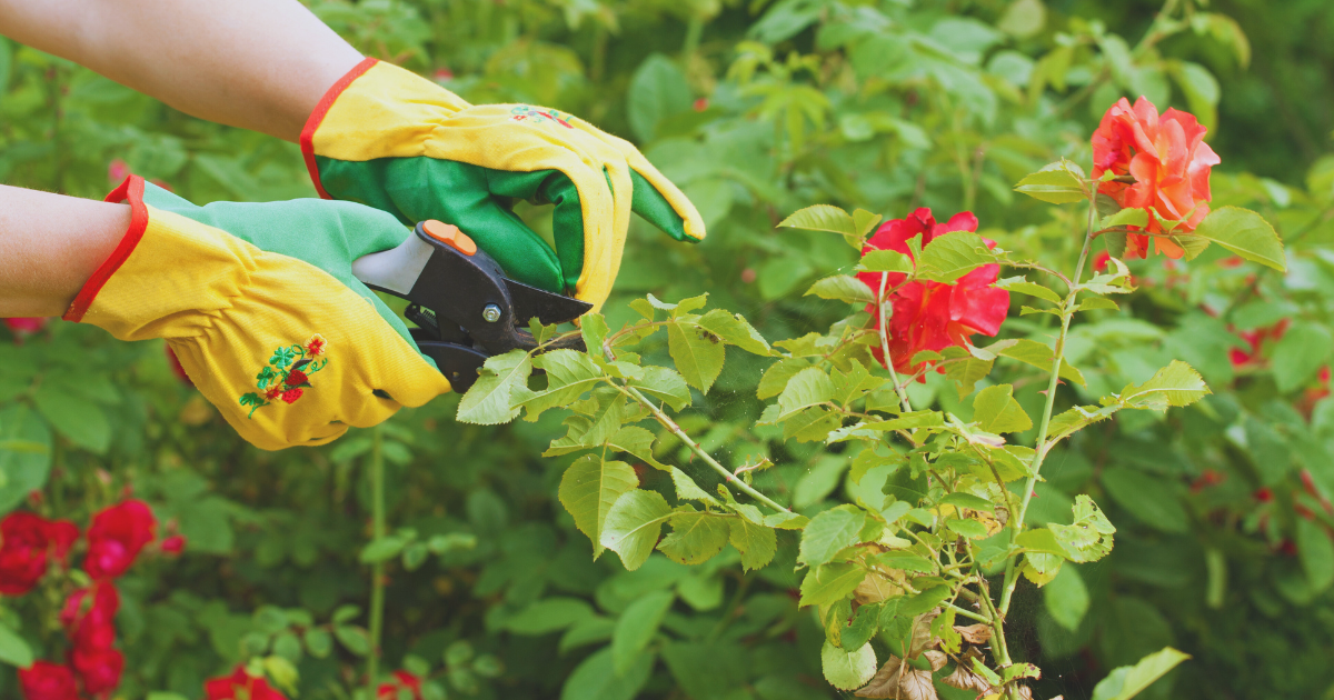 Common Pruning Problems.png