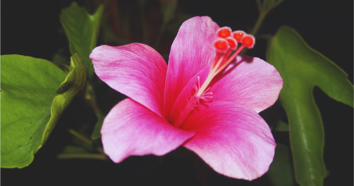 China Rose Pruning Tips: Timing, Tools & Technique