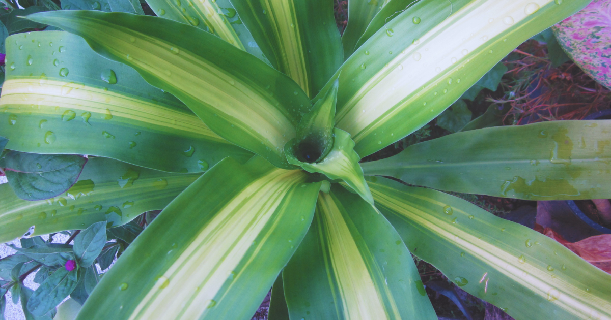 watering dracaena fragrans.png watering dracaena fragrans.png