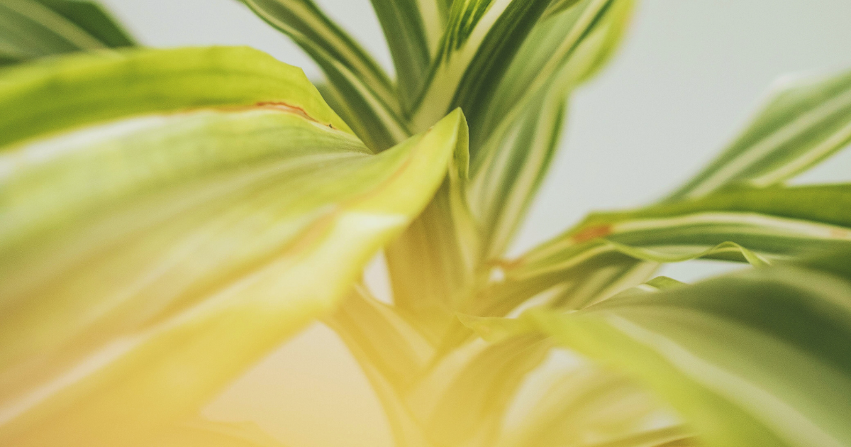 Nutrient Deficiencies and Solutions.png Nutrient Deficiencies and Solutions.png