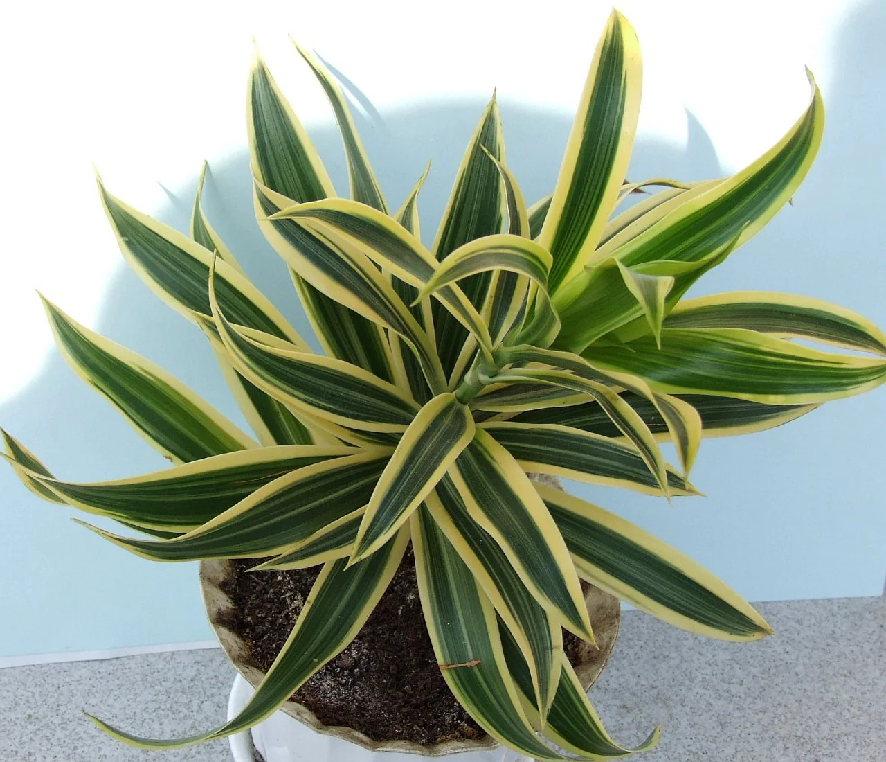 dracaena_fragrans_a1-1648516538404.webp dracaena_fragrans_a1-1648516538404.webp