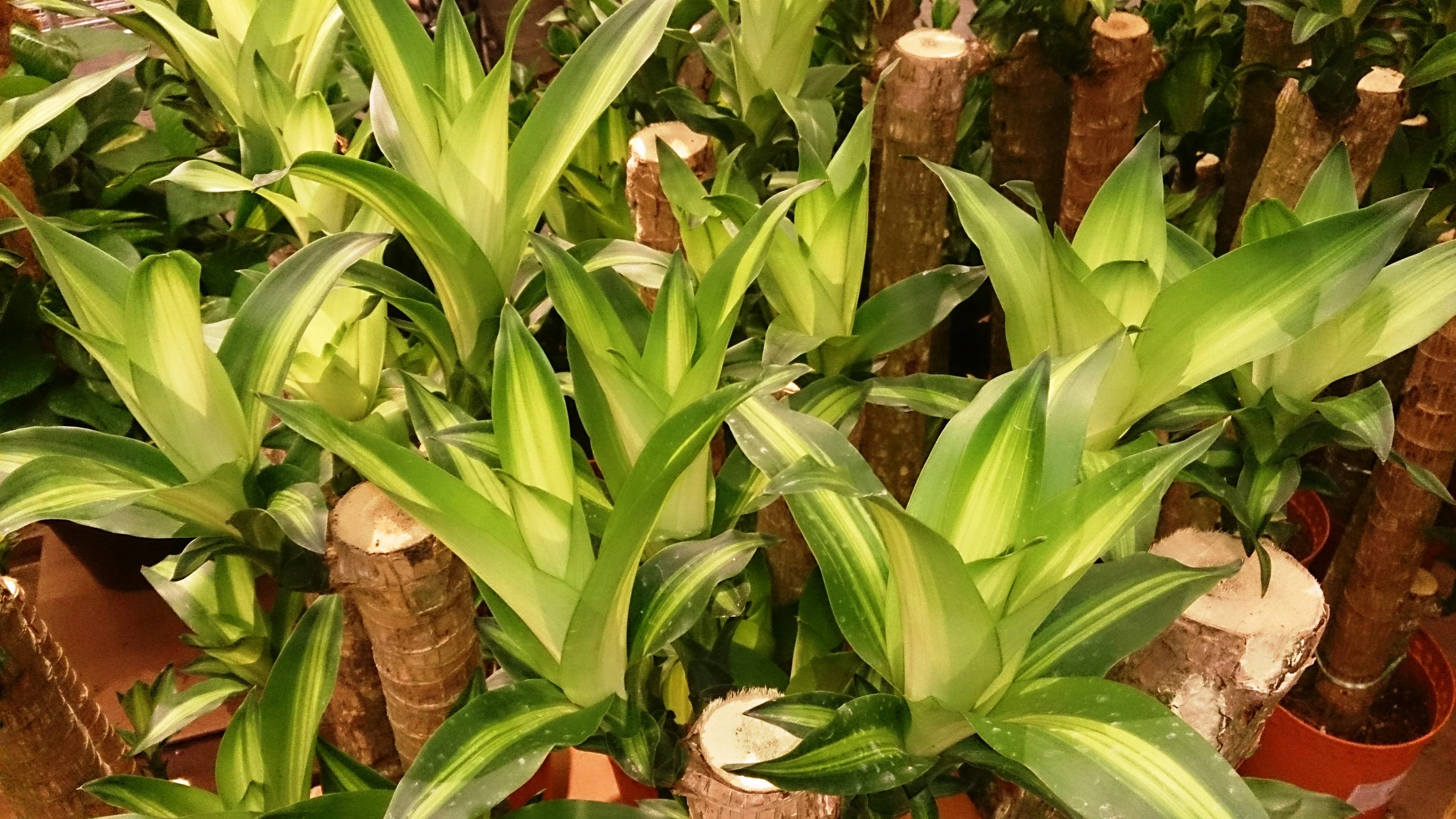 dracaena_fragrans_1-1648516804644.webp dracaena_fragrans_1-1648516804644.webp