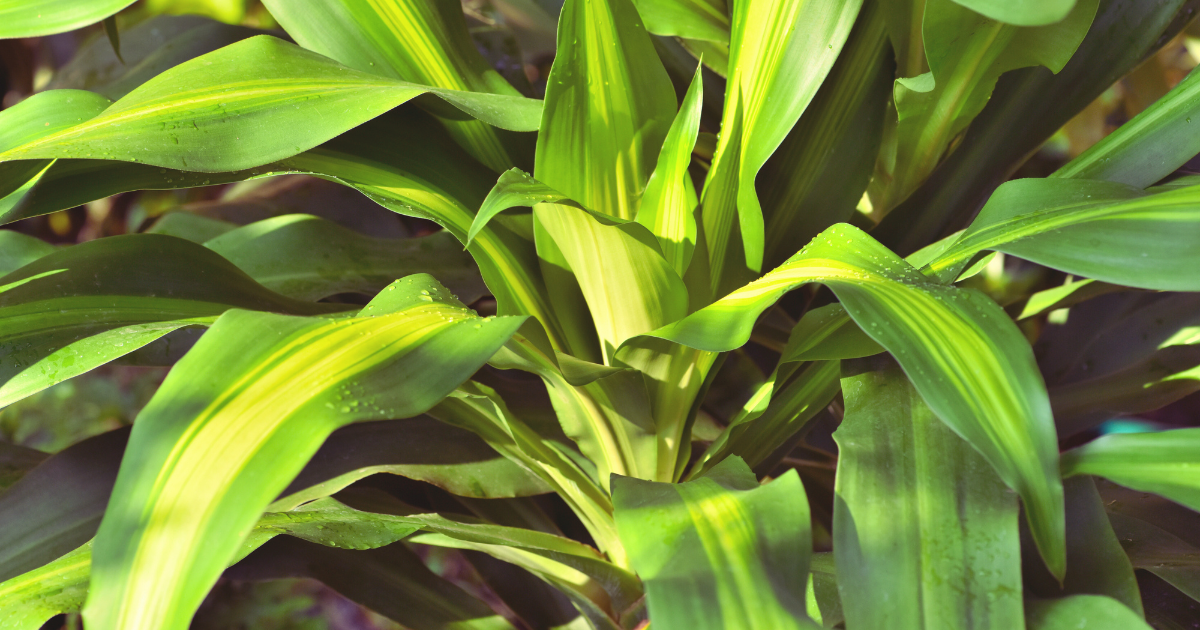 Common Corn Plant Problems and Solutions