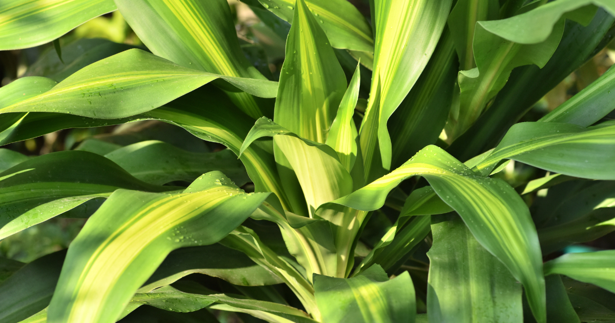 Corn Plant Light Requirements: A Comprehensive Guide