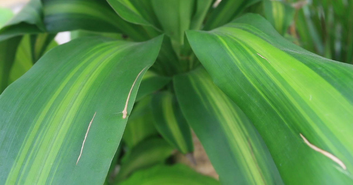 Corn Plant Watering Guide: Finding the Perfect Balance
