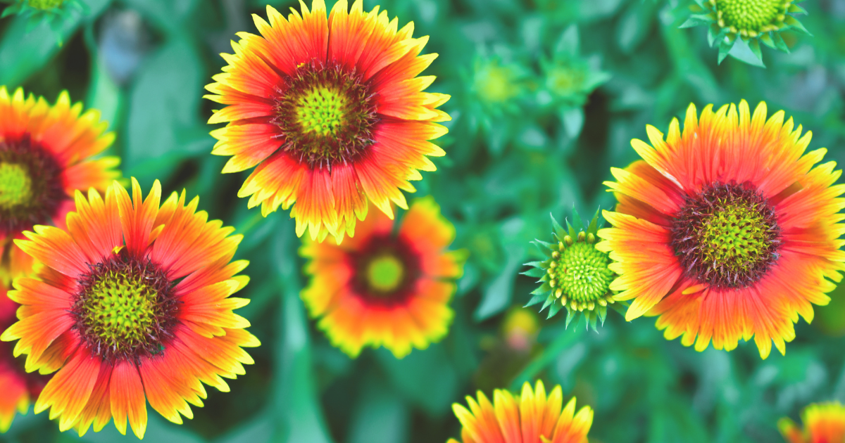 Best June Pollinator Plants.png