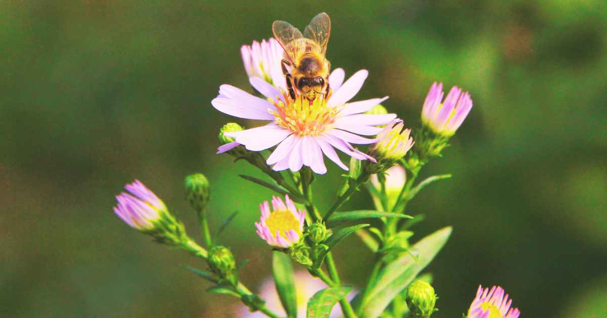 Wildlife Gardening Tips.png