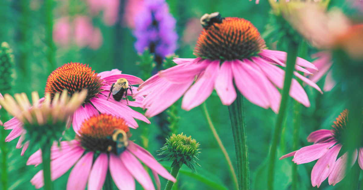 Creating a Pollinator-Friendly Garden in June