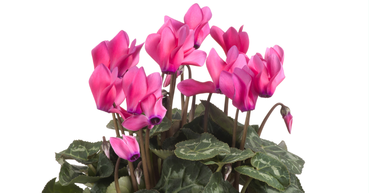 Cyclamen Propagation Made Easy: A Step-by-Step Guide