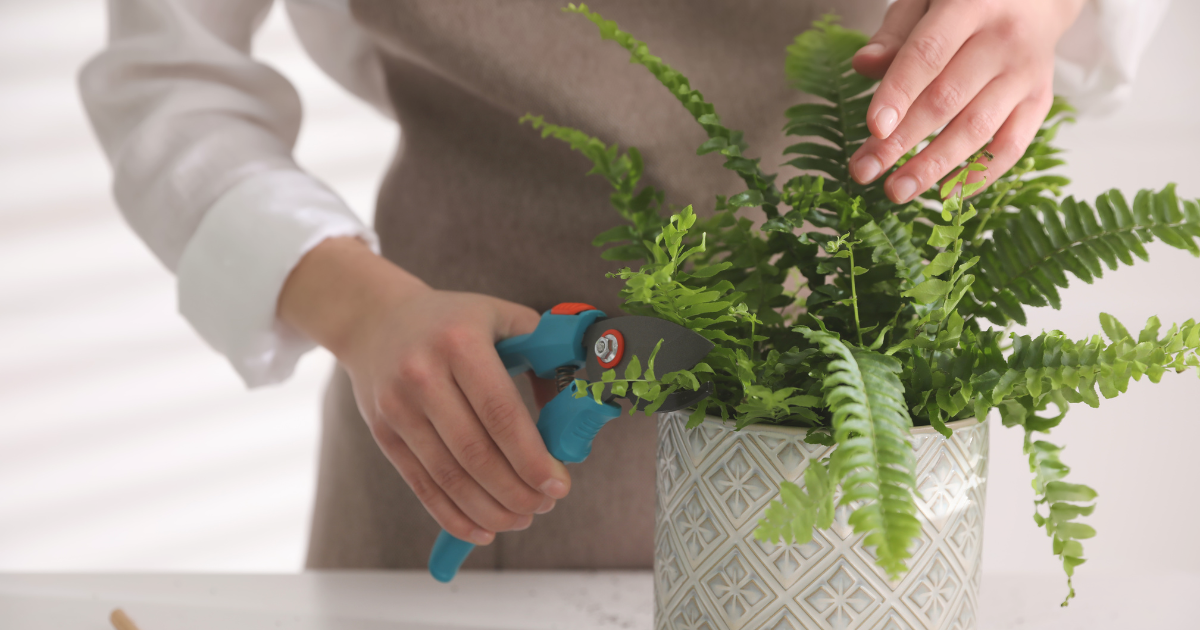 Effective Trimming Techniques for Boston Ferns